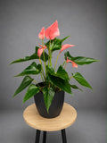 Anthurium Andraeanum Pink
