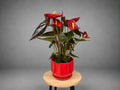 Anthurium Red Flamingo