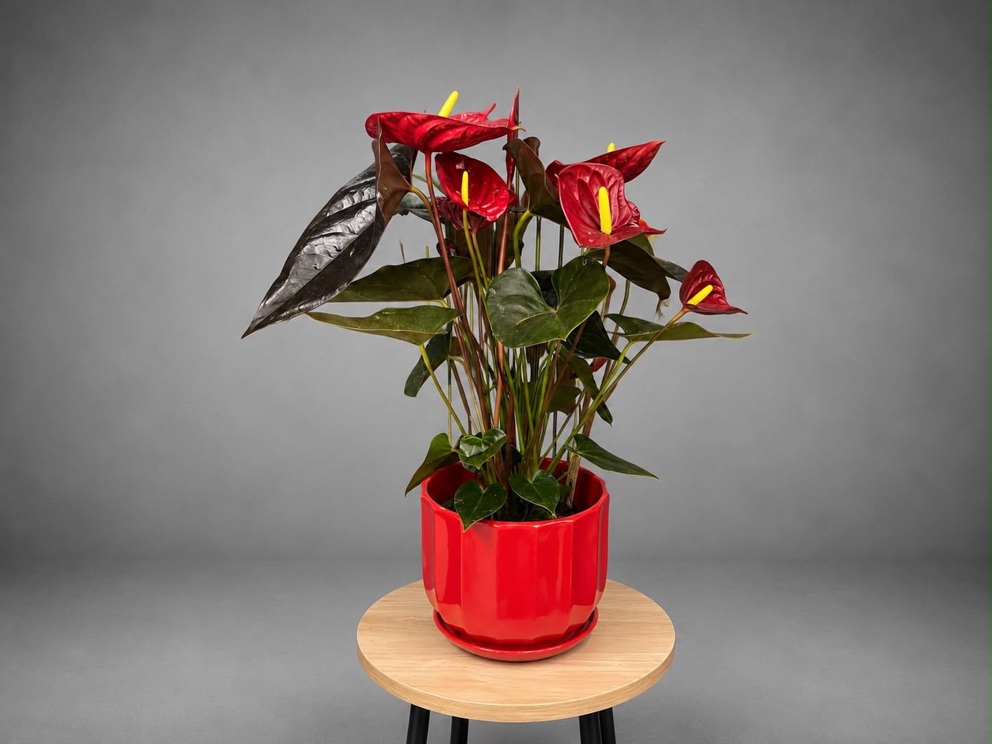 Anthurium Red Flamingo