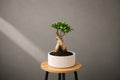 Ficus Microcarpa Ginseng Bonsai