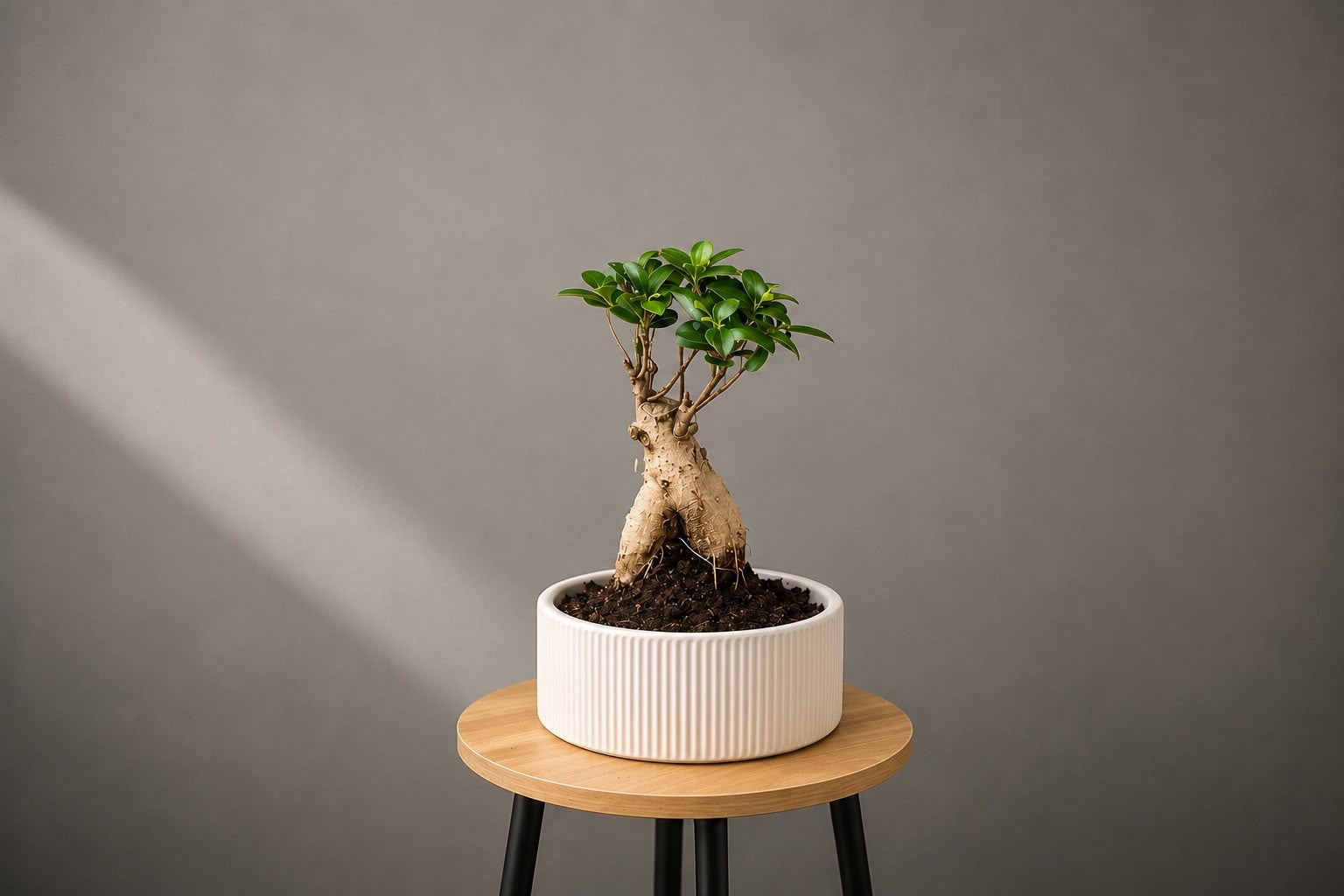 Ficus Microcarpa Ginseng Bonsai