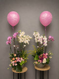 Phalaenopsis Orchid Baby Blossom