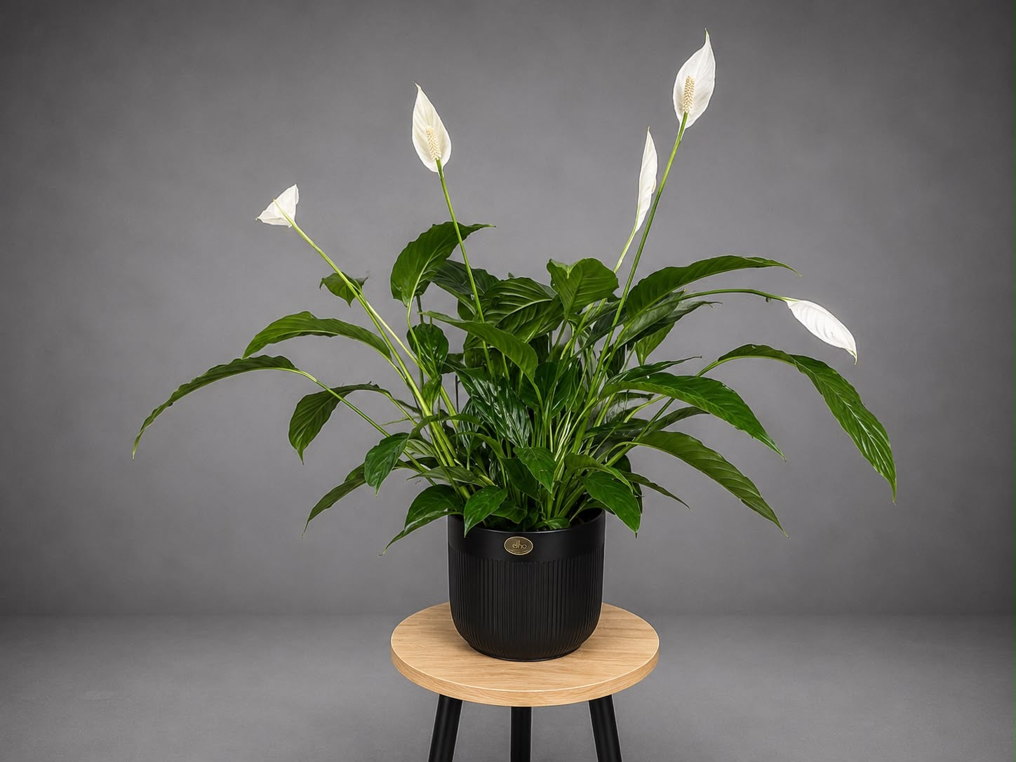Spathiphyllum Peace Lily