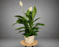 Spathiphyllum Peace Lily Light