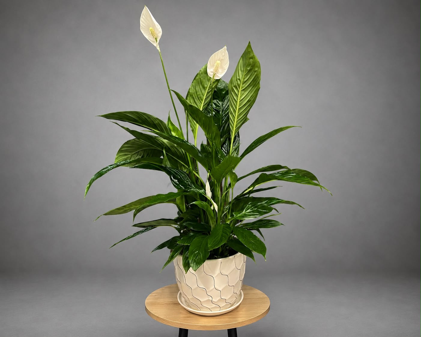 Spathiphyllum Peace Lily Light